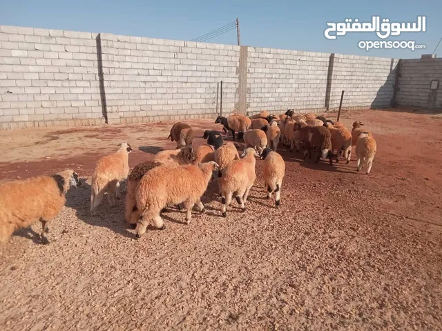 حوالى   للبيع للبيع