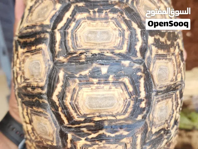 Leopard tortoise سلحفاة الفهد