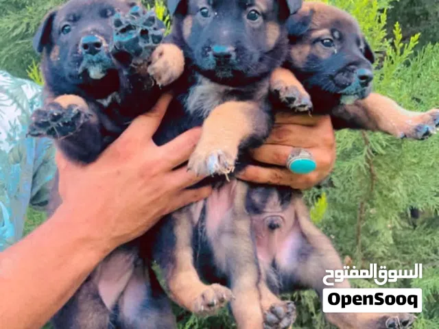 جراوي مالينو مغنجات استراد تونس