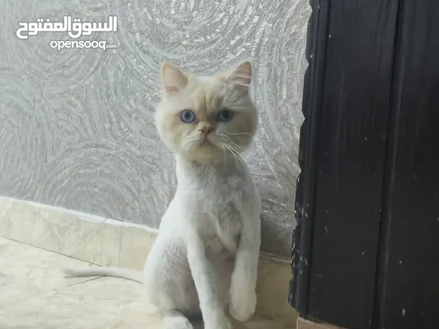 للتبني قط بريشن أبيض فرصة رائعة لتبني قط بريشن أبيض جميل ونظيف عمره أكثر من ستة شهور.