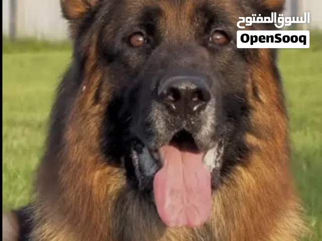 بنغازي_ليبيا