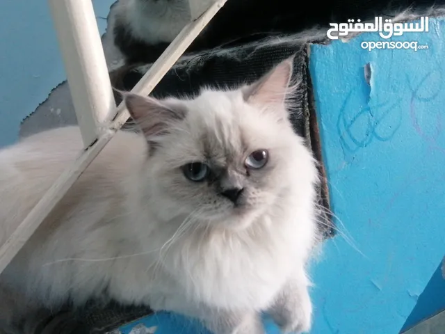 قطط اناث هملايا للتبني فقط بحرينين