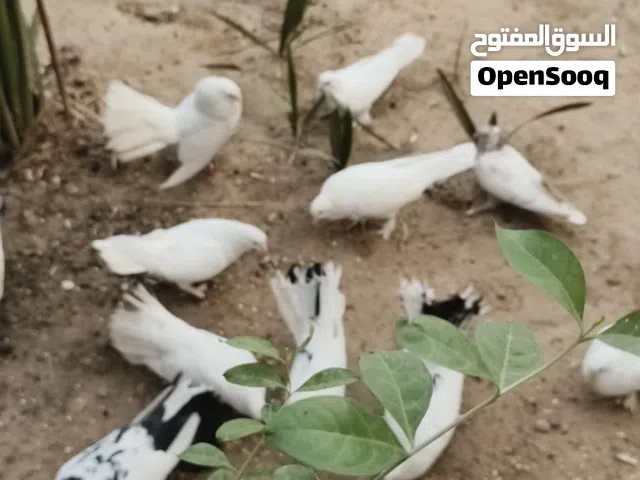 طيورللبيع زينه شمسي