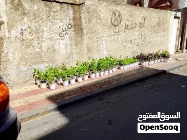 Commercial Land for Rent in Amman Abu Nsair