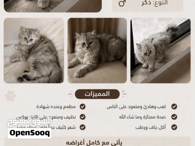بيع  قط شيرازي + تركي