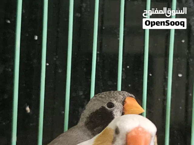 5 pair of breeding pair of Zebra Finches