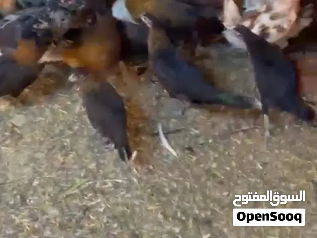 دجاج تربيه محلي عمر 3شهور ولايه السويق