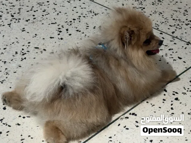 كلب بومرينيان للتزاوج