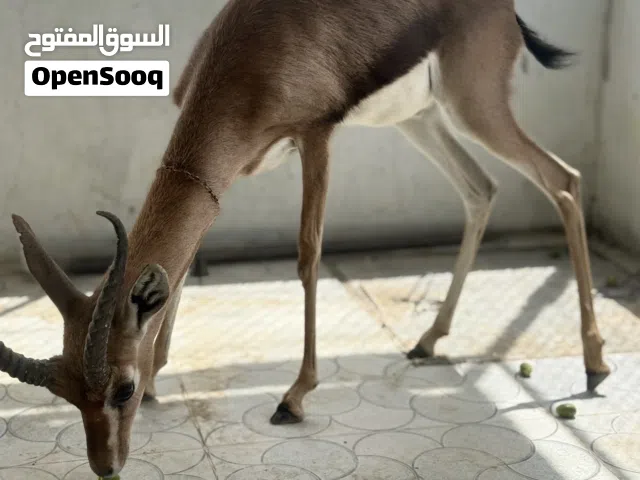 غزال ذكر للبيع