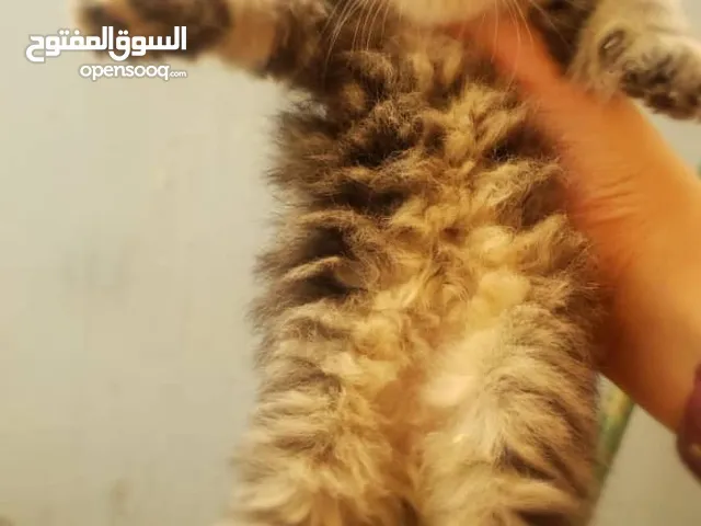 قط شيرازي للبيع