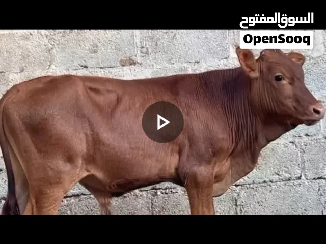 السلام عليكم ورحمة الله وبركاتة متوافرات العجاله