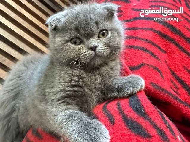 سكوتش تربل فولد بيور للبيع