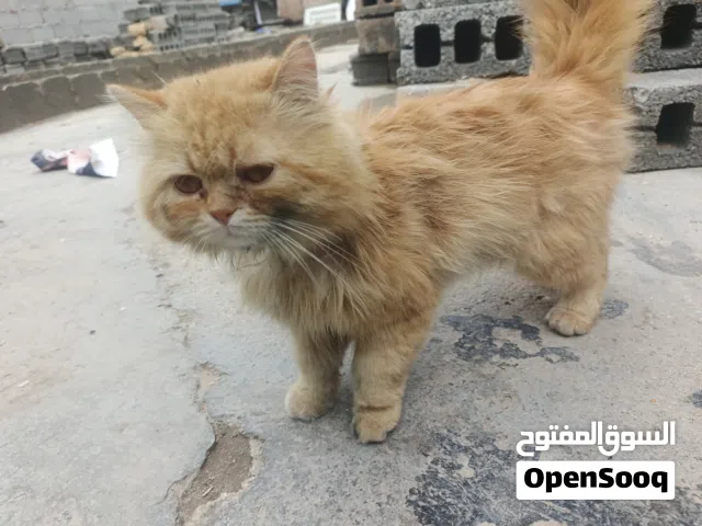شيرازي ذكر لون بني عيون عسلية