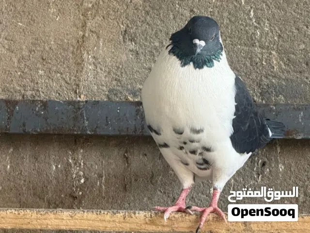 كمام كنك مستوى وسط