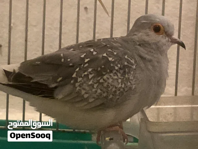 طيور للبيع