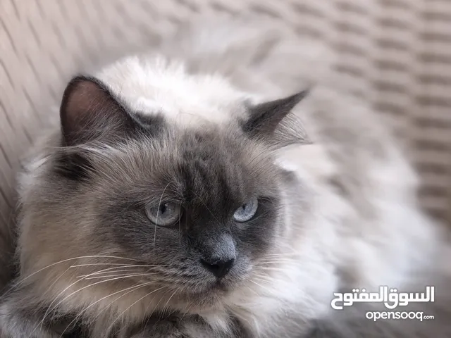 قطوسه سيامي مجنس على الفارسي صحتها ماشاء الله تبارك الرحمن تبي ذكر فقط