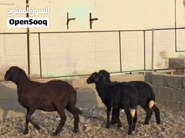 كبش و احملات2 وحده احمله سودانيه ملكي