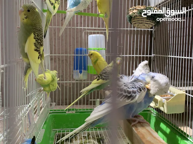 طيور حب نضافه صحه ما شاءالله اشي مرتب 8 هوقو رومو لعب و 7 عاديات و مع قفص وكاله 8 معالف