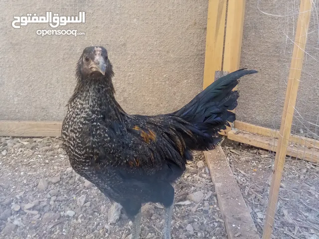 ديوك عدد 2 واحد فيومي واحد استرالي صحة ونظافة