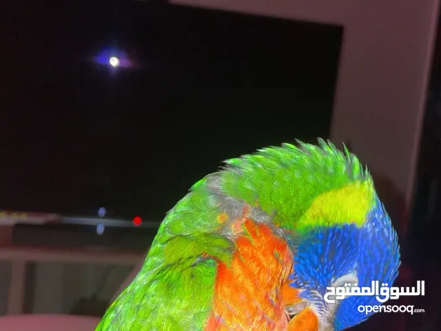 لوري rainbow