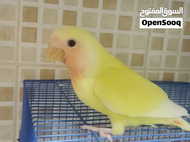 للبيع فرخ لافبيرد لاتينو عيون حمرا لعوب