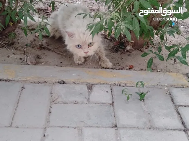 Please help me help these cats heal and find a home