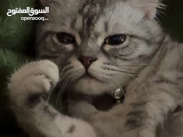 قط سكوتش فولد ستريت