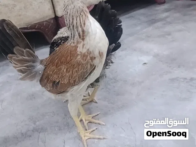 السلام عليكم متاح هذا الحلا كلمن وسعره التفاصيل بالخاص مكاني بصره جمعيات الاسكان شارع الميثاق