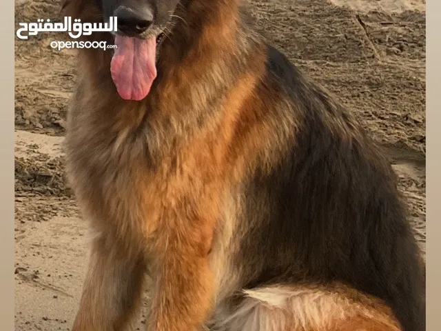 جيرمن لونج هير كلب جاهز ومدرب بشكل كامل