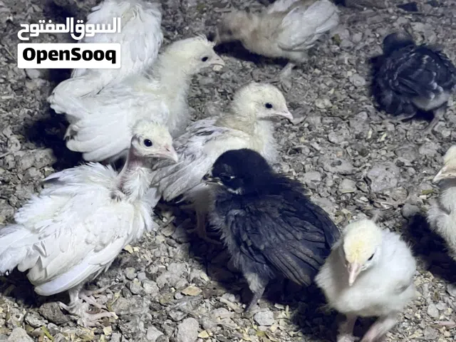 كتاكيت عرب عمر شهر تابع الوصف