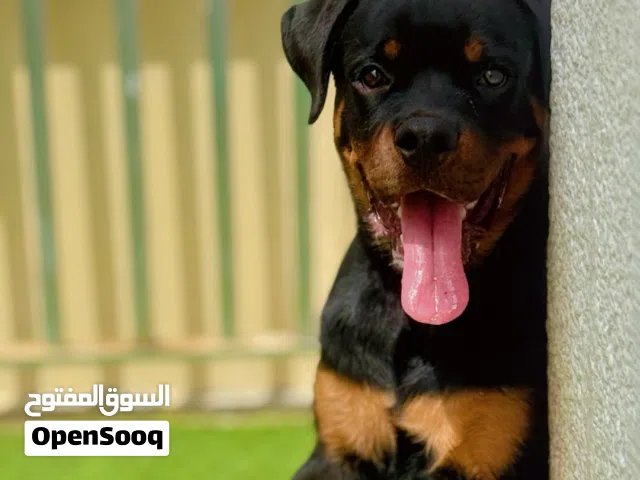 روت وايلر  9 شهور