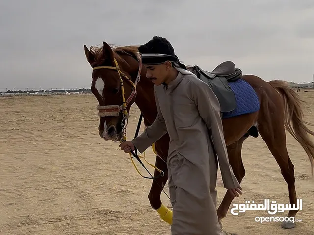 حصان مصري بيور شرط سلم وتحويل