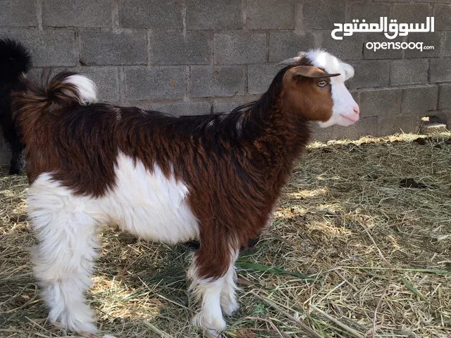 سخل من حلال بني سعيدي