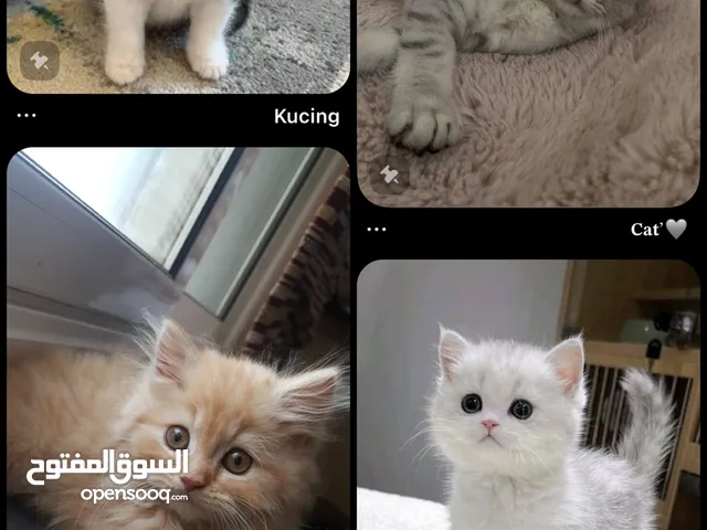 مطلوب قطط تبني او بيع