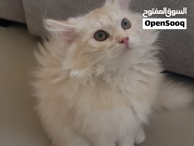 للبيع قطة شيرازيه عمرها 3 اشهر