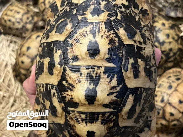 سلاحف يوناني زراعي