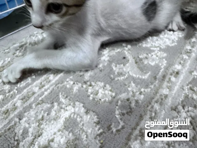 قطط أليفة للتبني عمرهم شهرين من دون امهم