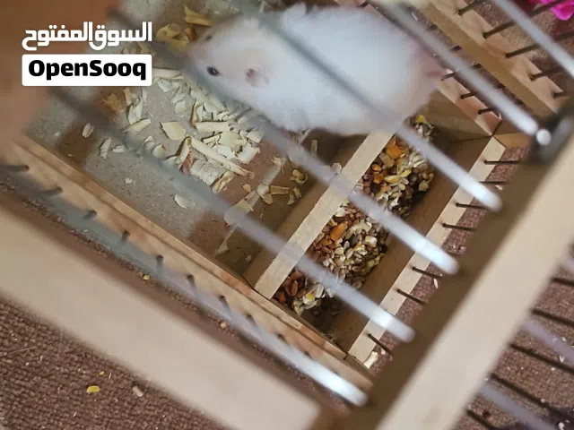 هامستر اليف اعمار صغيره لعوبين ومناسبه للتدريب