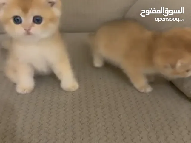 قطط اسكوتش قولد فولد بيور صحه تمام