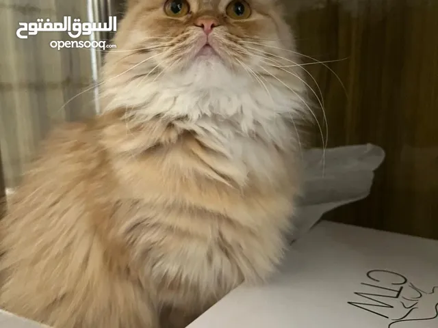 Adoption Vaccinated and microchipped female persian