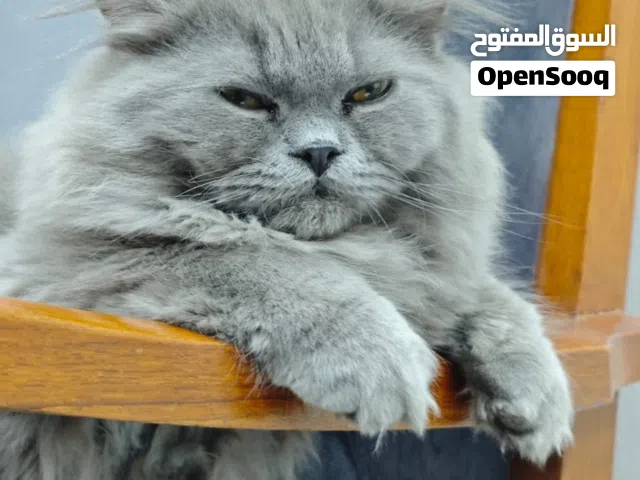 قطة للتبني ذكر