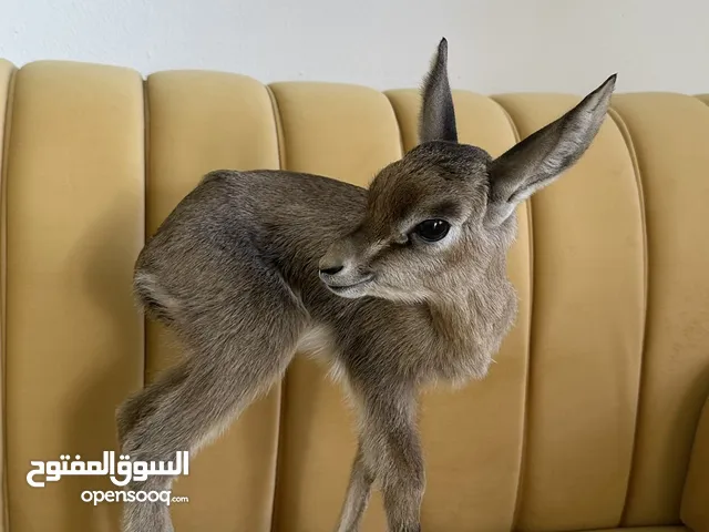 انثئ دماني للبيع
