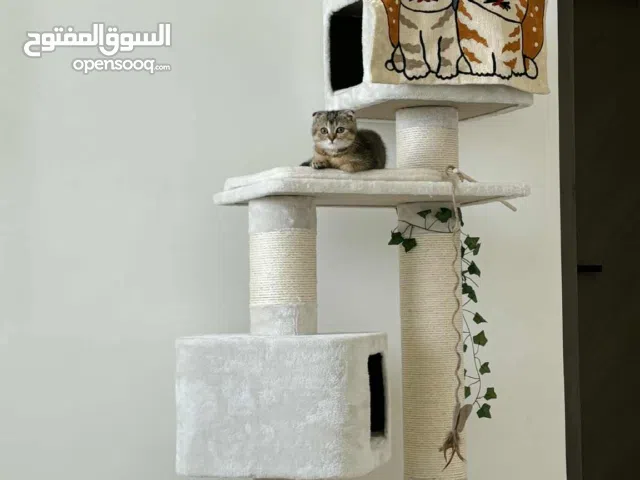large cat tree, re-arrangable