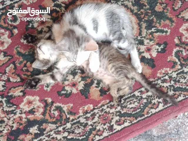 قطط للبيع في مهديه