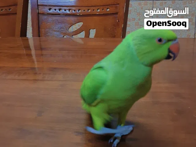 ببغاء ماتوه متدرب جناحه من قصاه