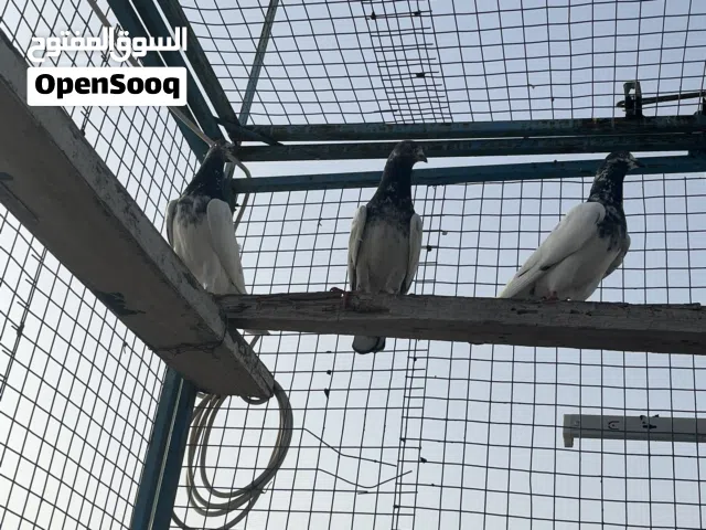 حمام باكستاني طيار
