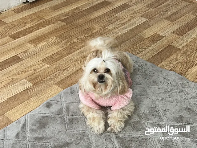 كلبه شيتزو مع أغراضها