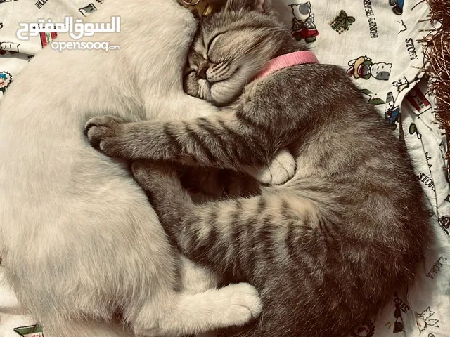 قطط سكوتش فولد عمر 3 اشهر لعوبين الأبيض ذكر والبيج انثى