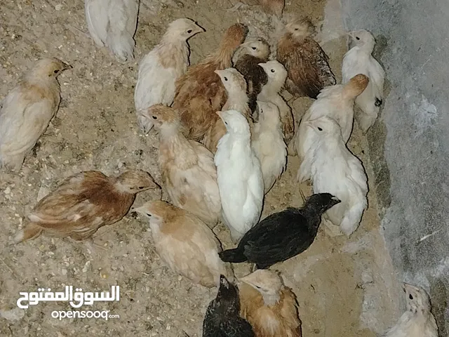 صوص لوهمان وبلدي