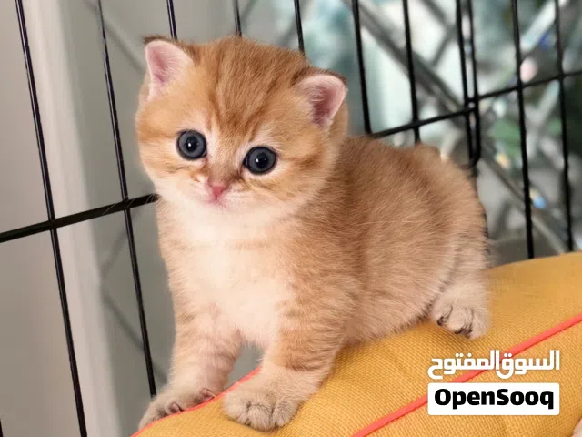 سكوتش سنجل فولد (ny11)